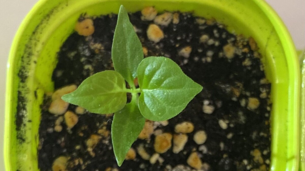 А я маленький такой...