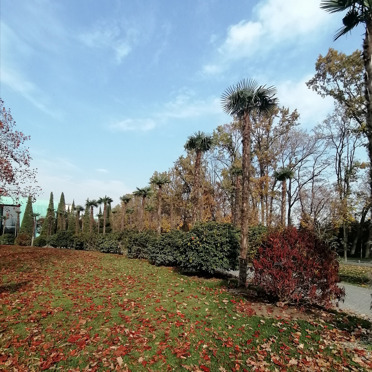 Эти пальмы не боятся редких южных морозов. 