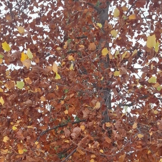 Золото ноября. 