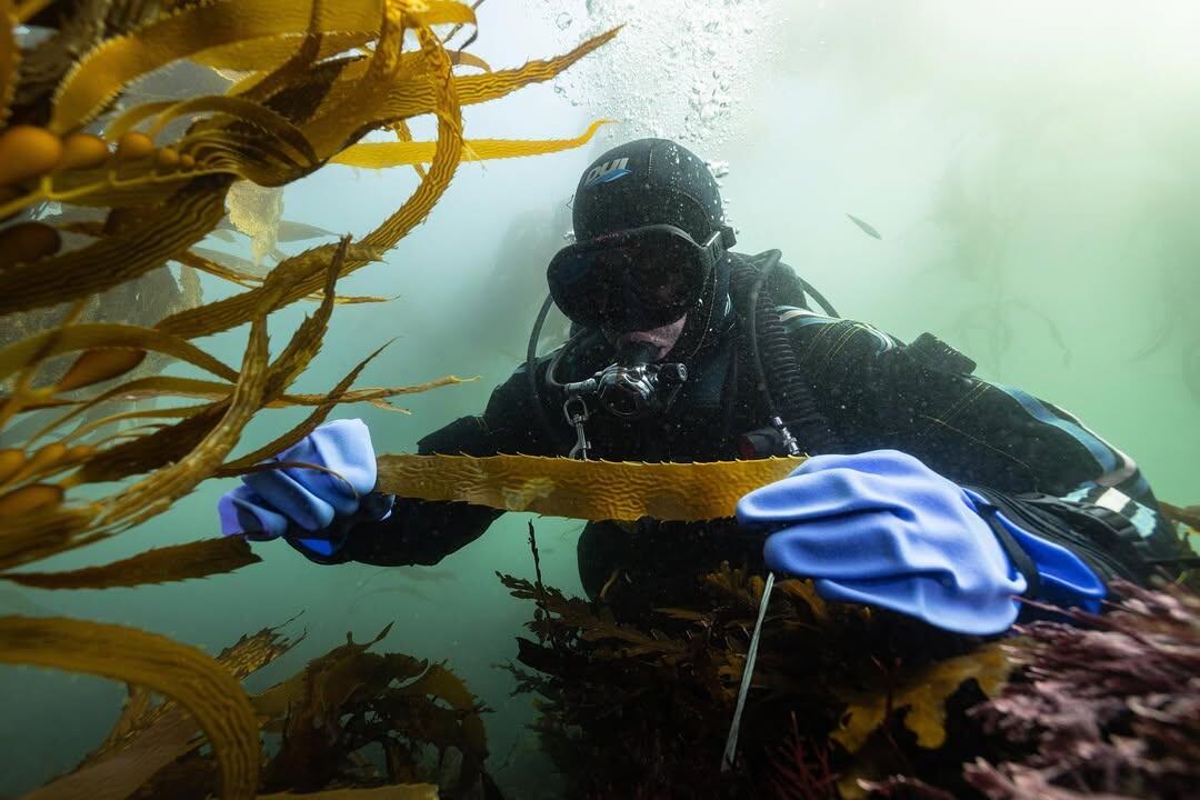Фото: seaweedecologylab.ucsd.edu