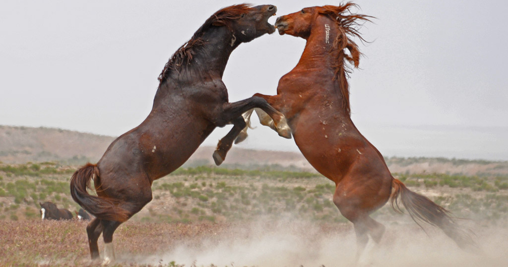 Разрушение и повреждения в бацзы в 2026 году