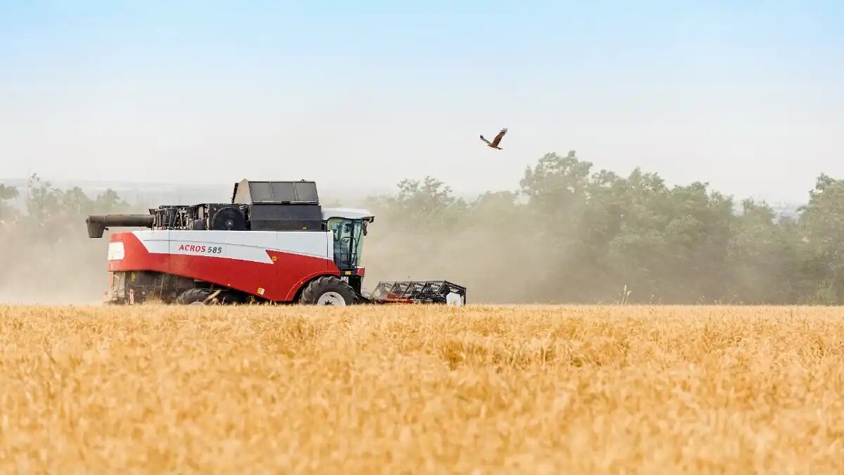 Фото: rostselmash.com / Ростсельмаш
Зерноуборочный комбайн ACROS 585 от Ростсельмаш на уборке зерновых в поле