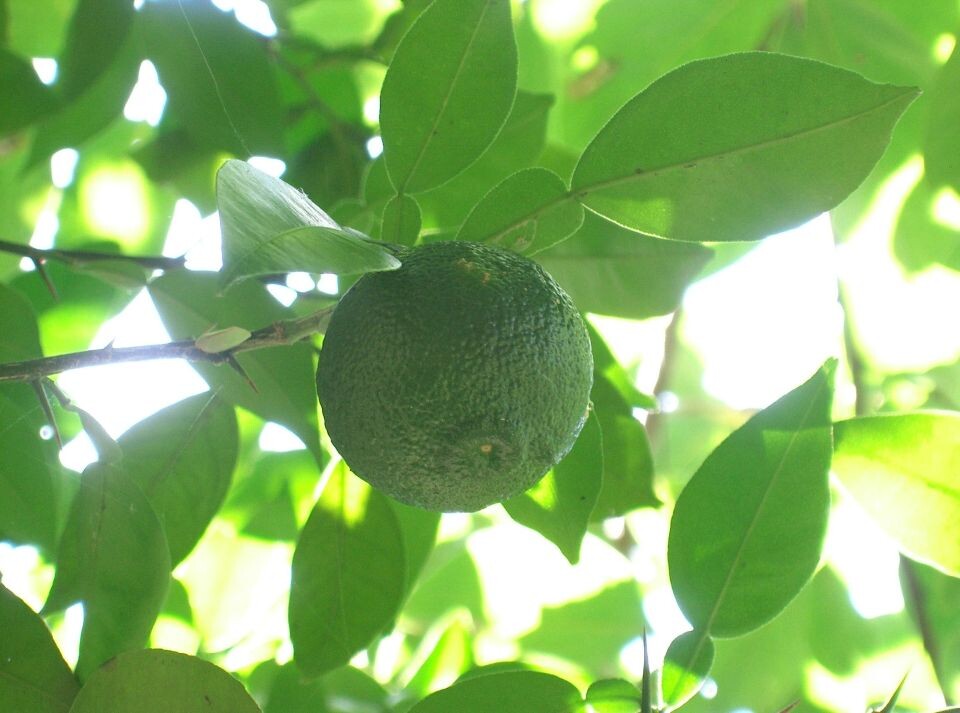    Юдзу. Фрукт. Источник: wikimedia.org/I, KENPEI, CC BY-SA 3.0