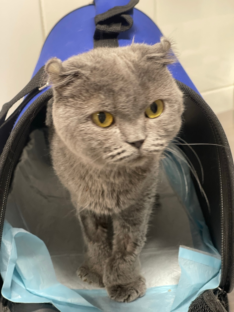 Жасмин в ветклинике