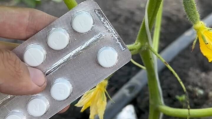 Аспаркам для комнатных растений: неожиданный способ улучшить рост и цветение