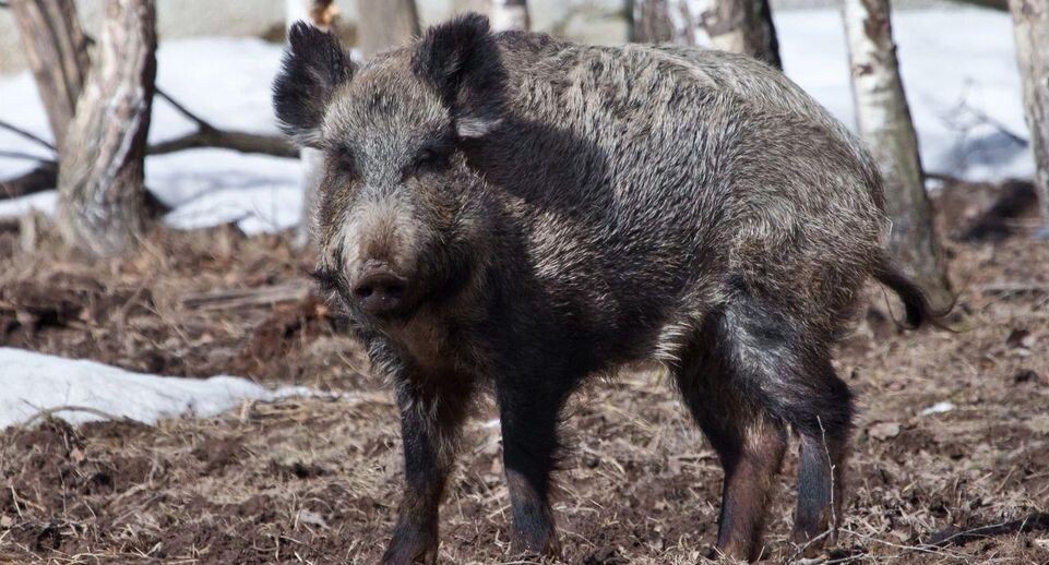    Михаил Семенов