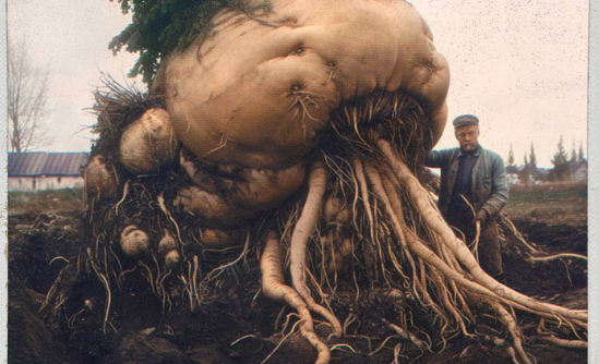 Евгшений Зубков. "Объект: Репка. Уровень угрозы 6". Фрагмент картины. 