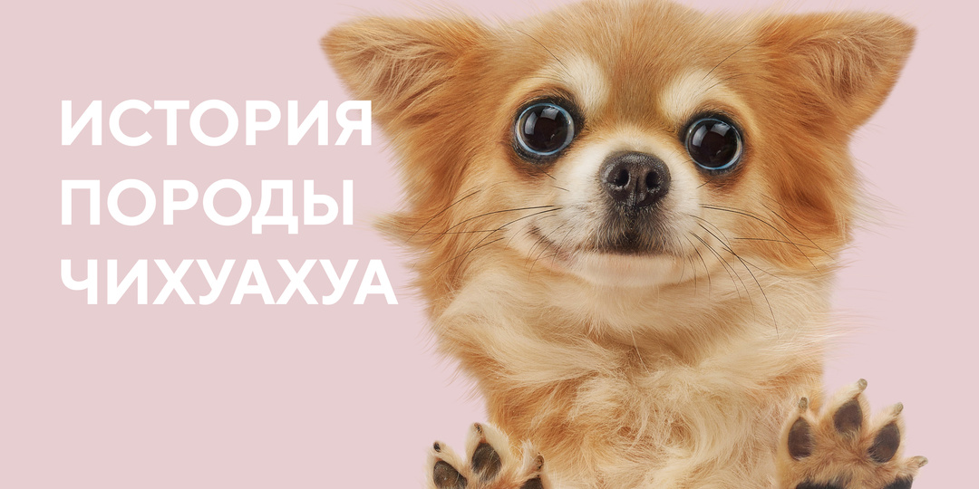 История породы чихуахуа.