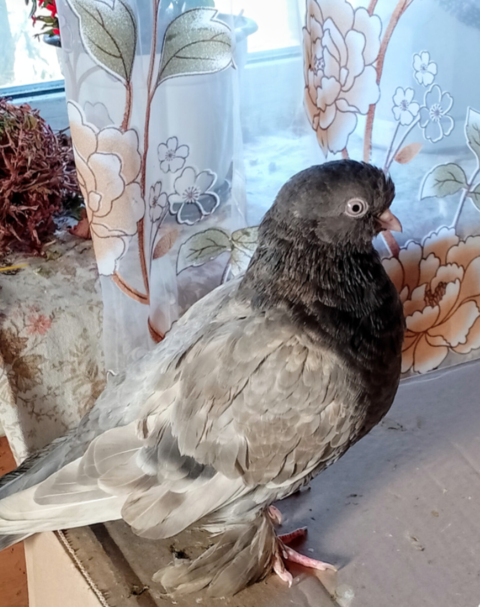 забавная гулька из мамадыша, фото автора