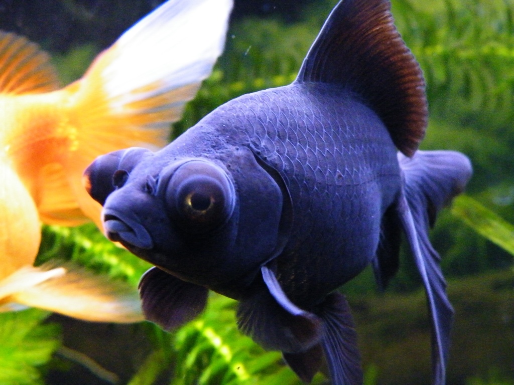 Рыбка телескопы в аквариуме / фото из сети интернет
