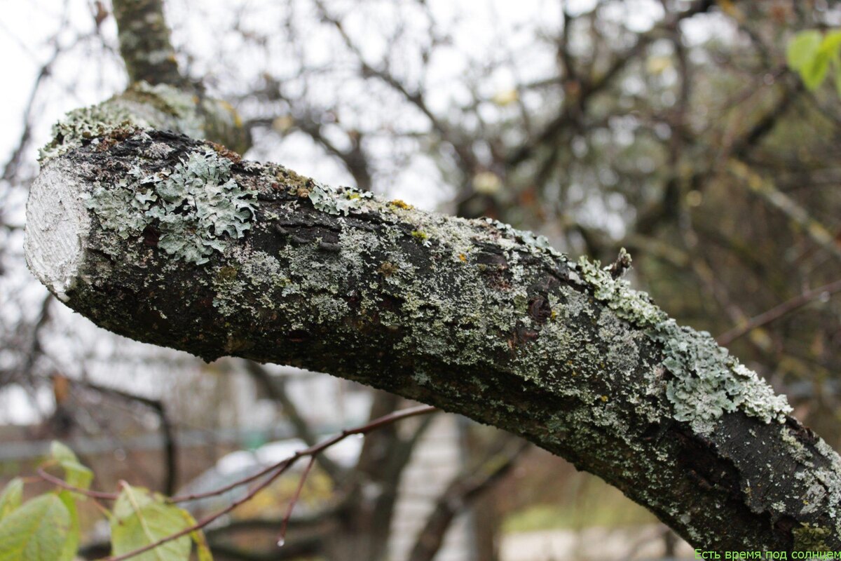 Серый лишайник на яблонях: простые и безопасные способы избавления