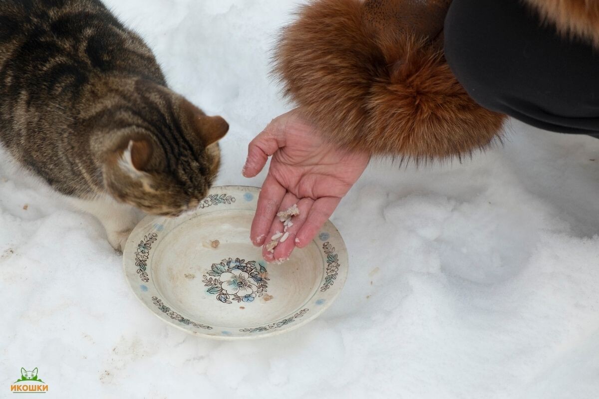 Чем кормить бездомных кошек зимой