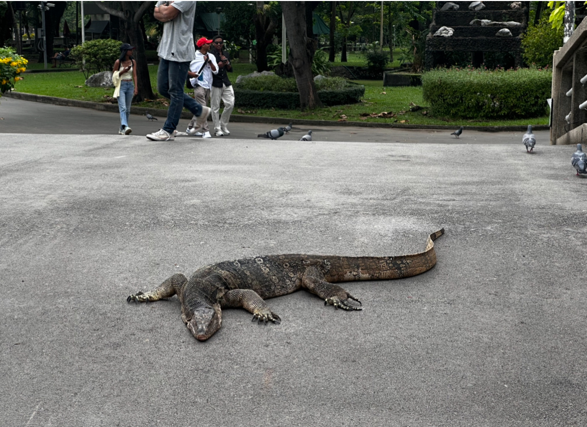 Варанчики в парке Люмпини в Бангкоке - они безобидные, просто смешно ходят по парку и плавают в воде