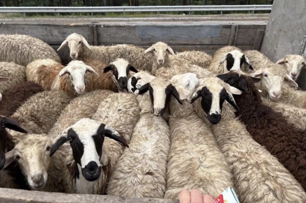    Под Волгоградом отправили в колонию овцеворов