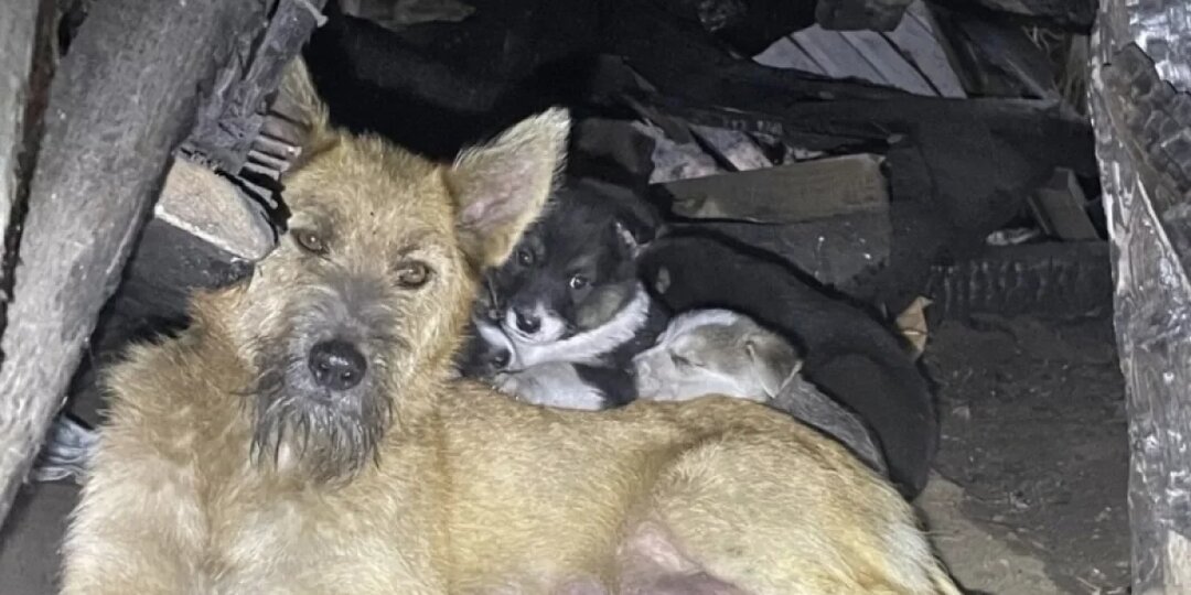 Щенков из сгоревшего дома на окраине Печор спасают волонтеры