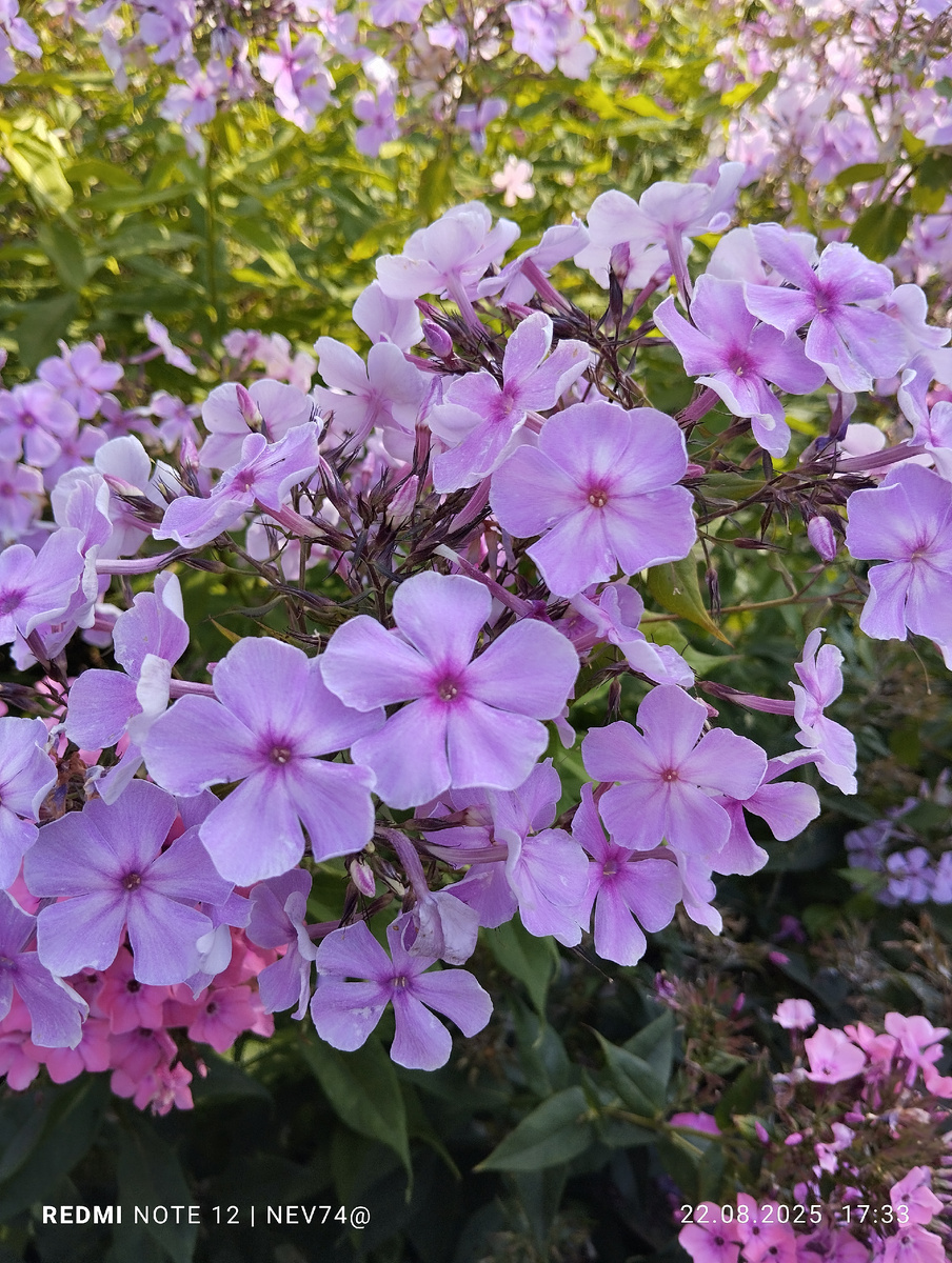 Флокс Сиреневая Дымка в моём саду