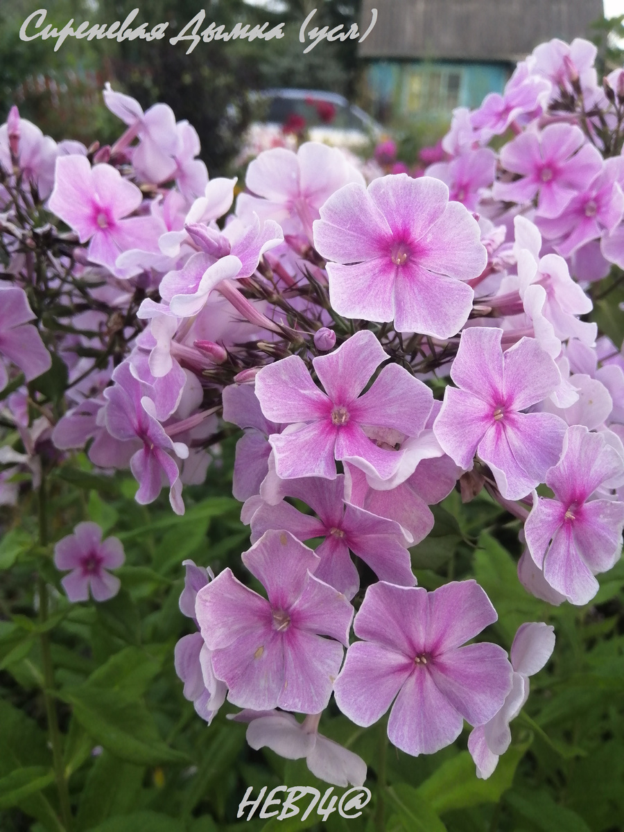 На фотографиях не всегда получается сиреневый оттенок