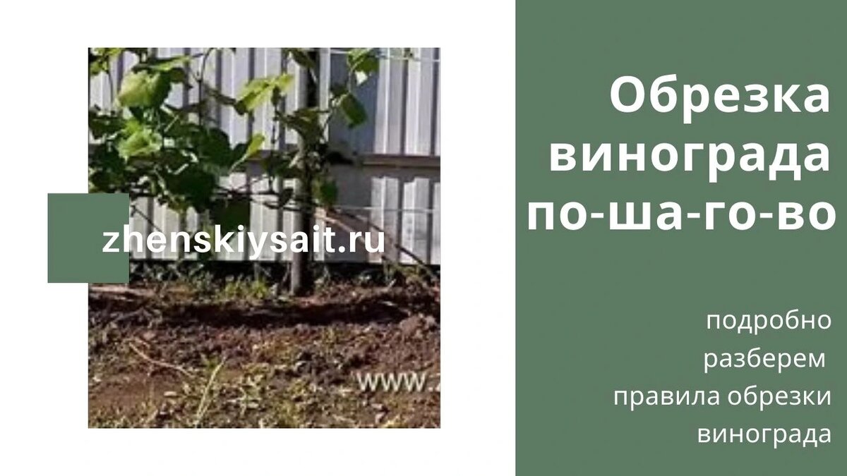 Обрезка винограда для начинающих: Понятная пошаговая инструкция