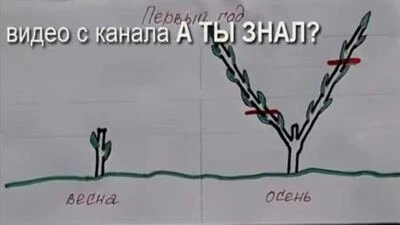 Год первый: Превращаем скромнягу в амбициозного юнца