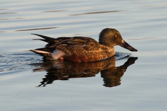    Фото: ru.freepik.com