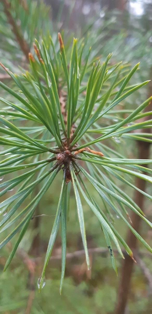 Иголки сосны