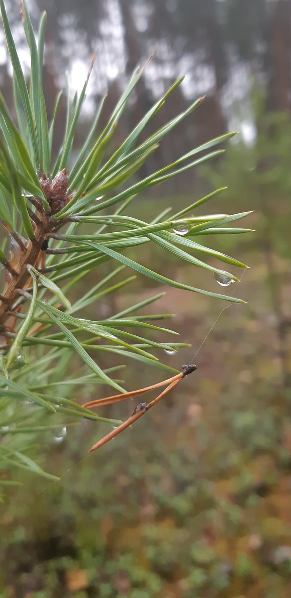 Иголка приспособлена пауком под домик, но дождь достал его и в ней.