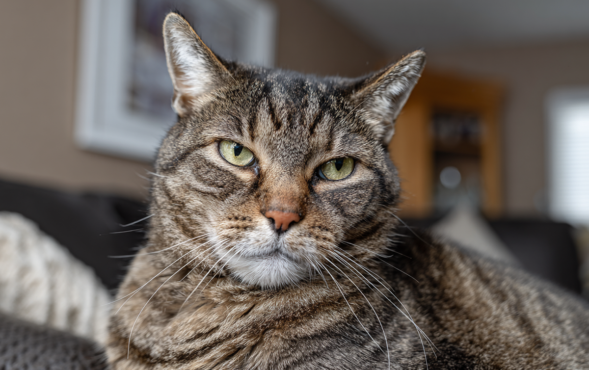 Что скрывает буква «М» на лбу вашей кошки: божий промысел, древний шифр или просто гены?