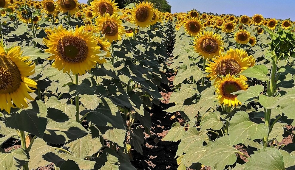    Фото: "Веселовские вести" Веселовские вести