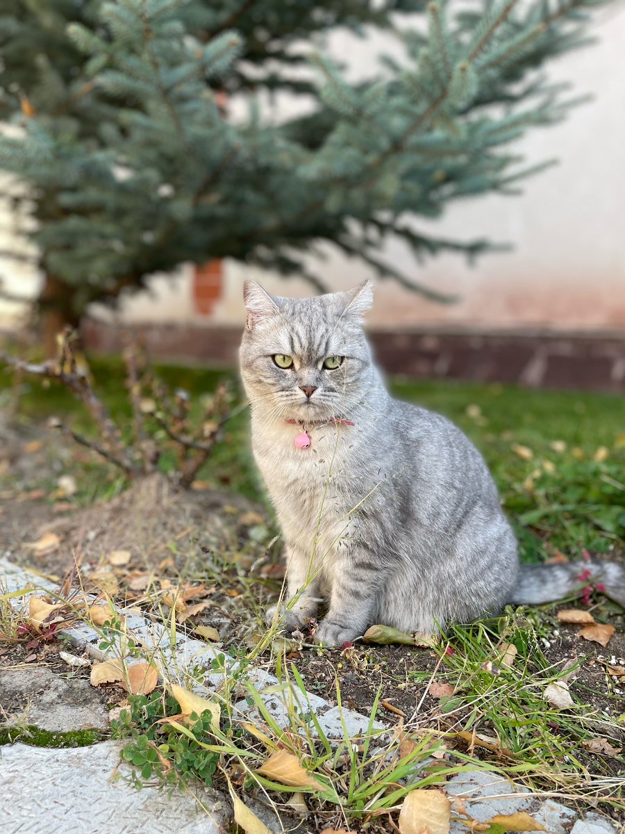 Моя соседка по даче