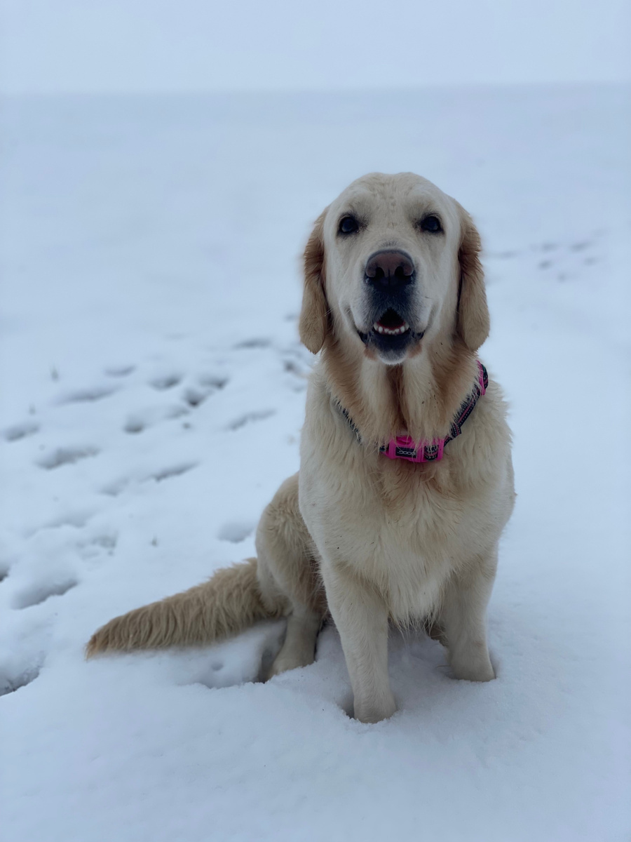 А это моя любимая Моня (Монтана)