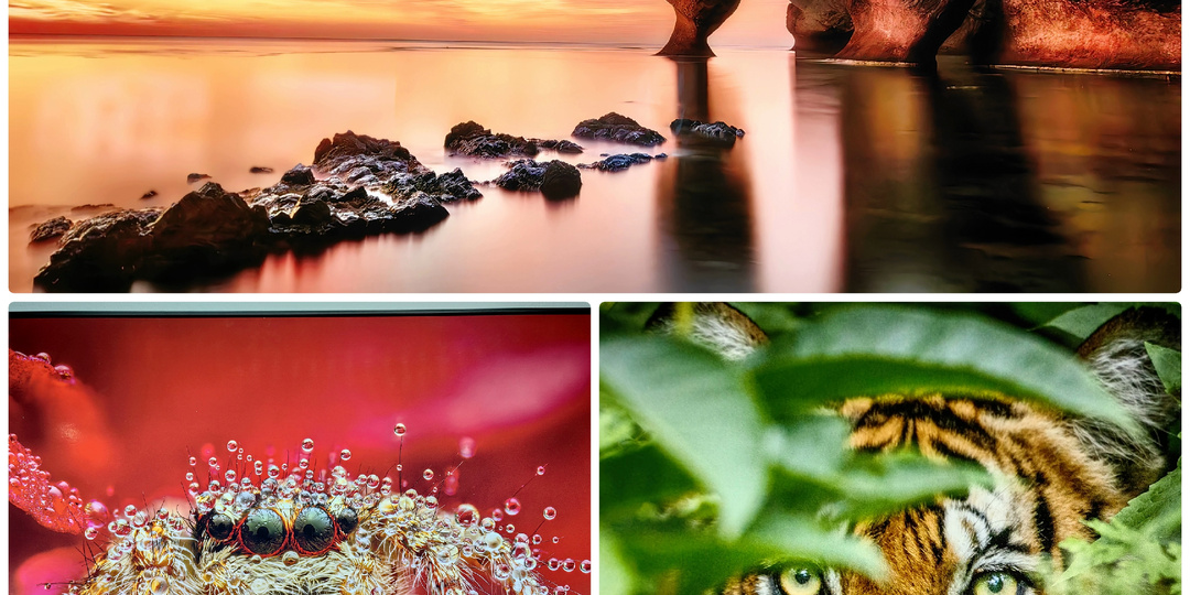 Фестиваль "Золотая Черепаха" - потрясающие фотографии дикой природы, которые "не отпускают" очень долго