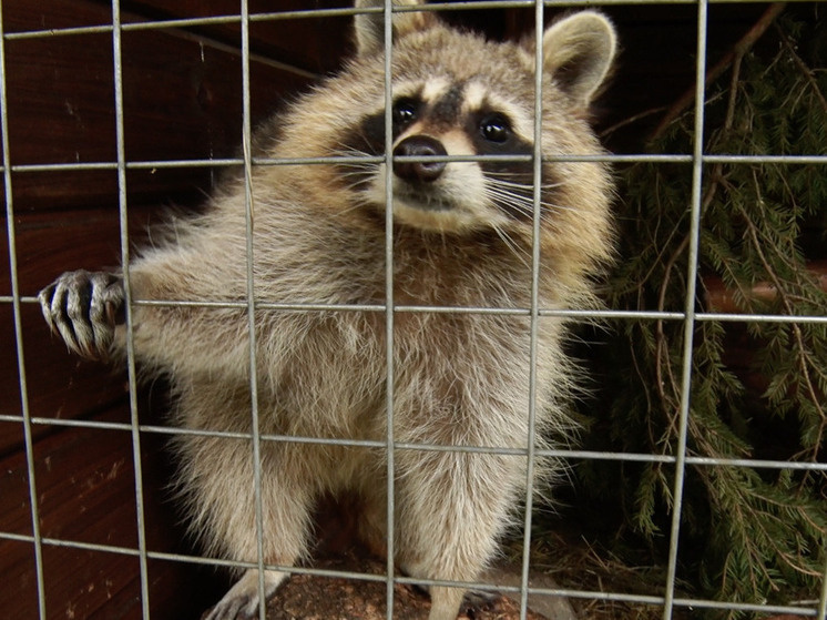     Фото: «МК в Ленобласти»/Надежда Гусарова.