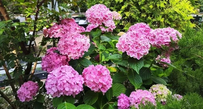    Каждую осень размножаю гортензию черенками: и новые саженцы никогда не покупаю