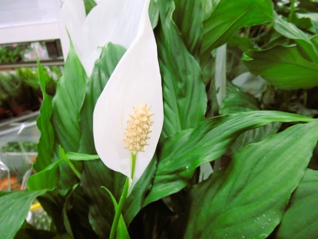 Чтобы Спатифиллум стал пышным цветущим кустом, обязательно 7 мероприятий в уходе