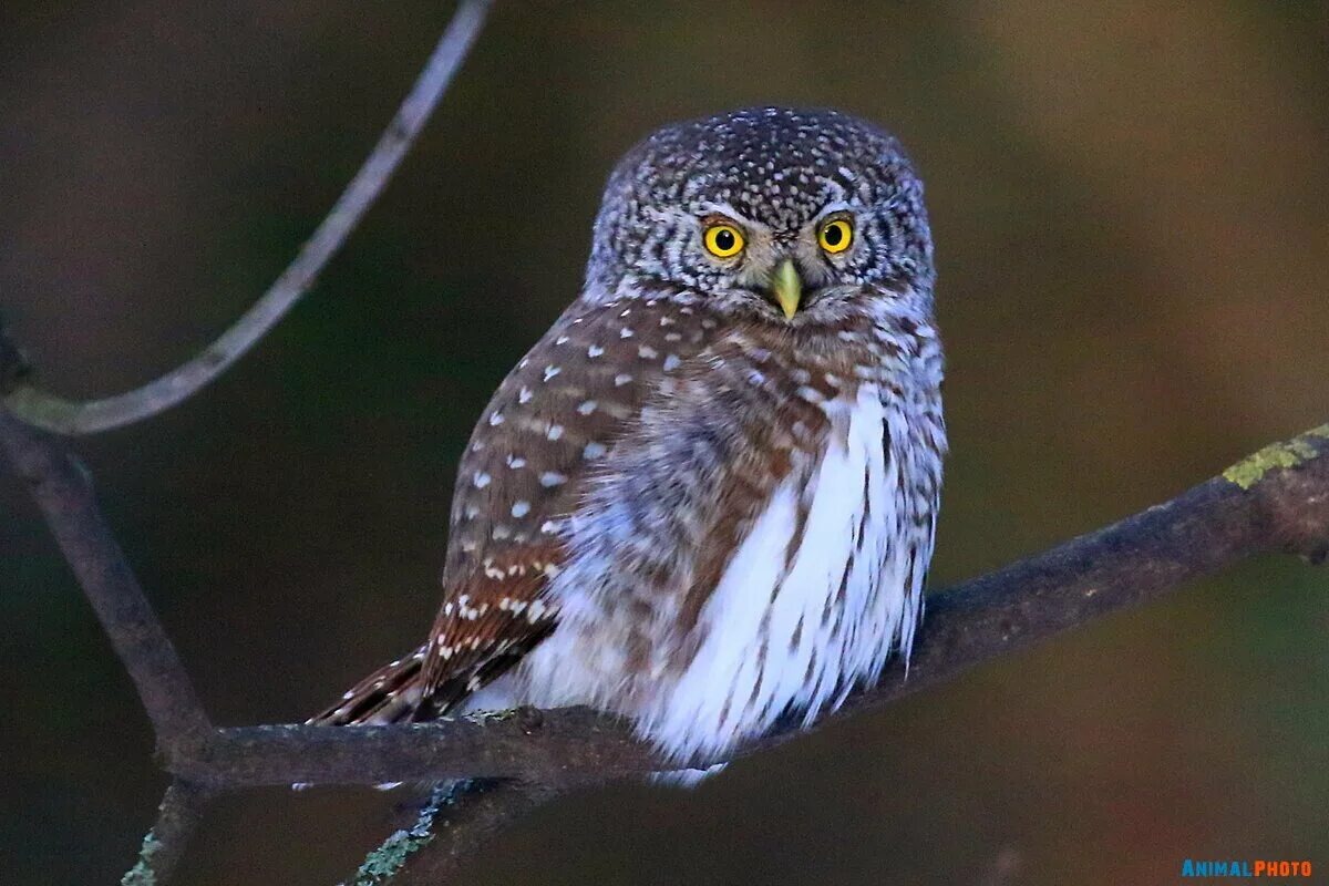 Где же встречается этот маленький хищник и как предпочитает жить?