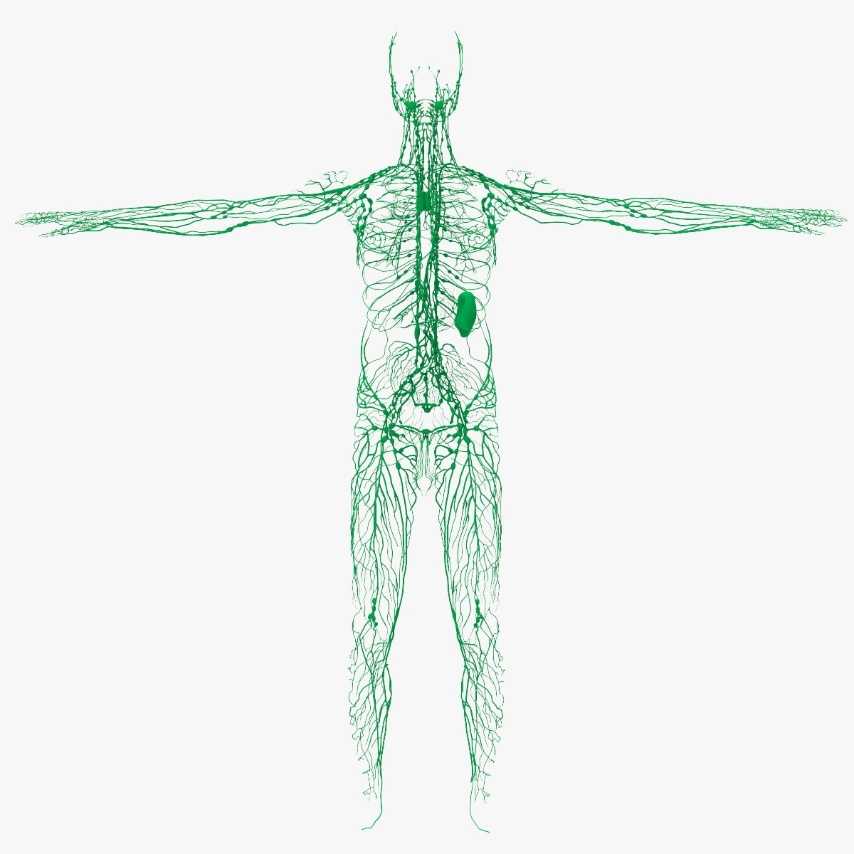 Лимфическая система в человеческом теле. 