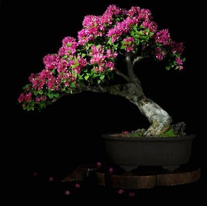 Почему живые бонсаи ценятся на порядок дороже обычных комнатных цветов?