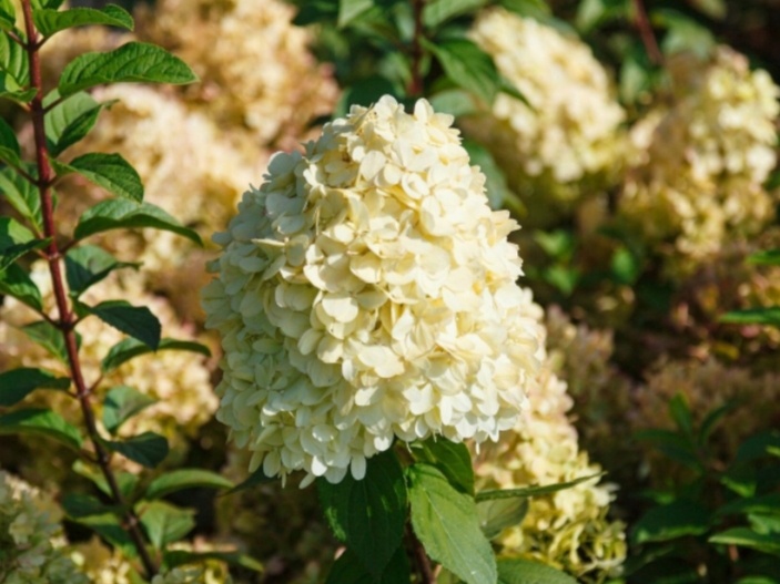 Гортензия Бобо. Фото: 2151919.ru