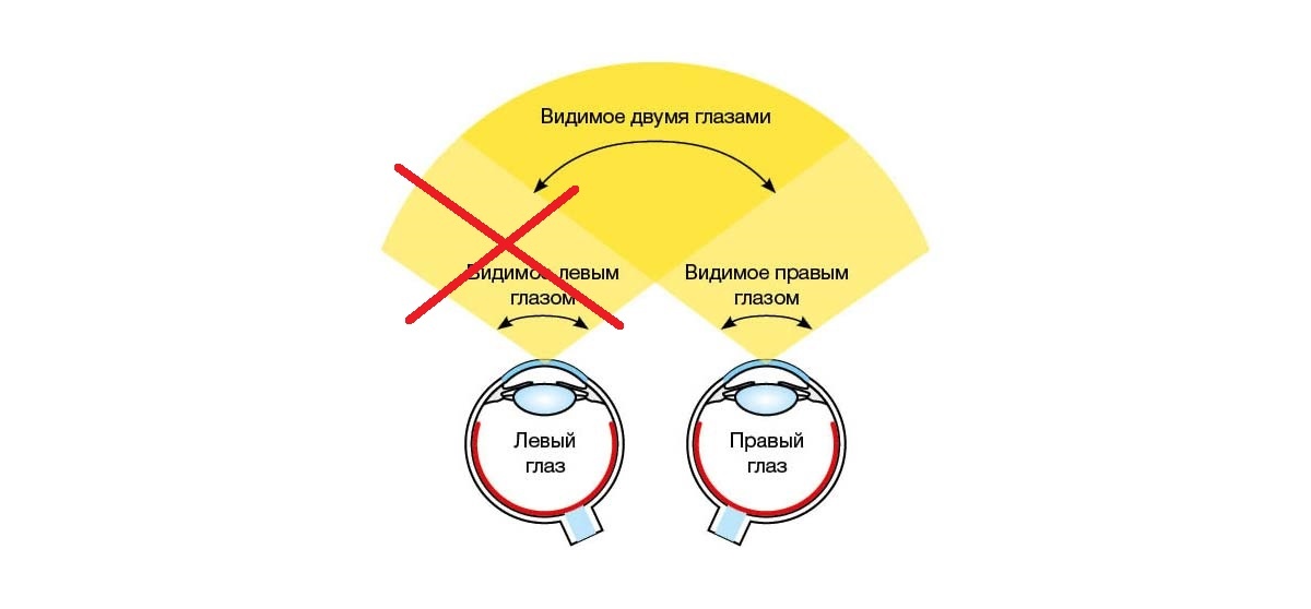 Поле зрения одним глазом