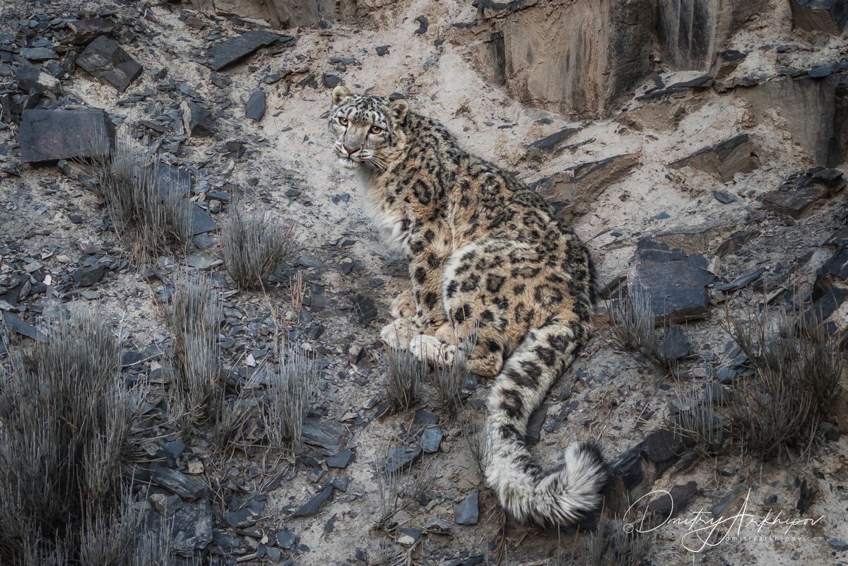 Не правда ли, взгляд у ирбиса довольно грустный? (с) Дмитрий Архипов.