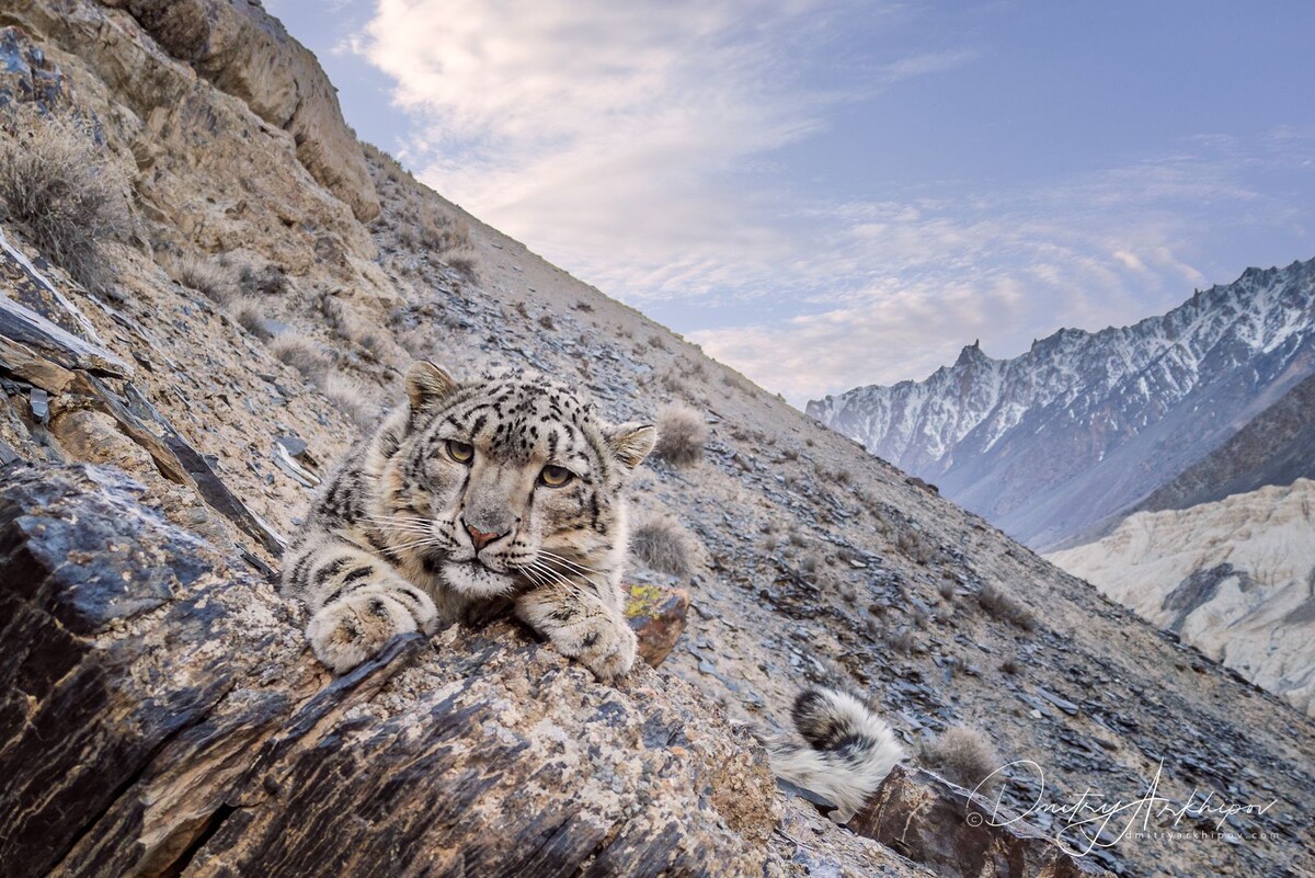Ирбис словно ждет, чтобы его погладили. Такой он умильный и словно все время грустит. (с) Дмитрий Архипов. 