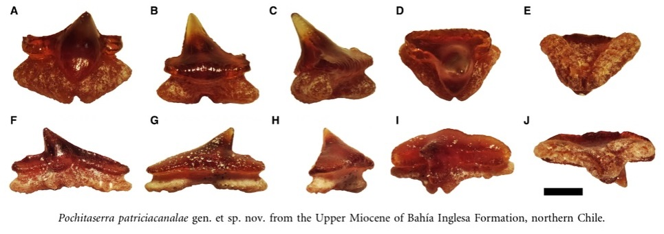 Окаменелости почитасерры