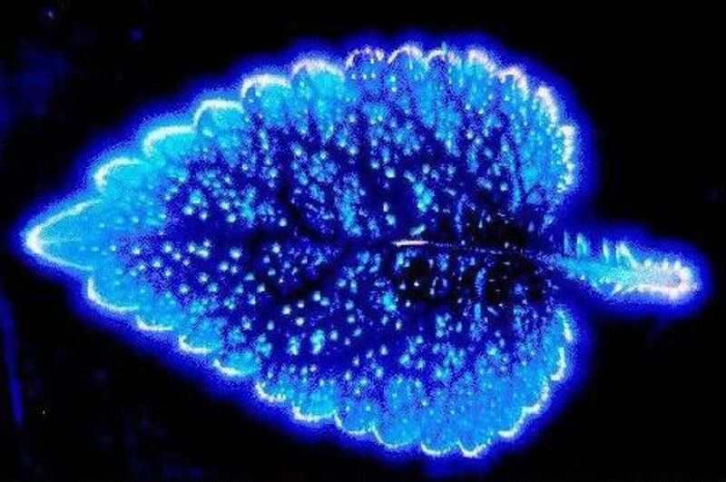 Яндекс картинка