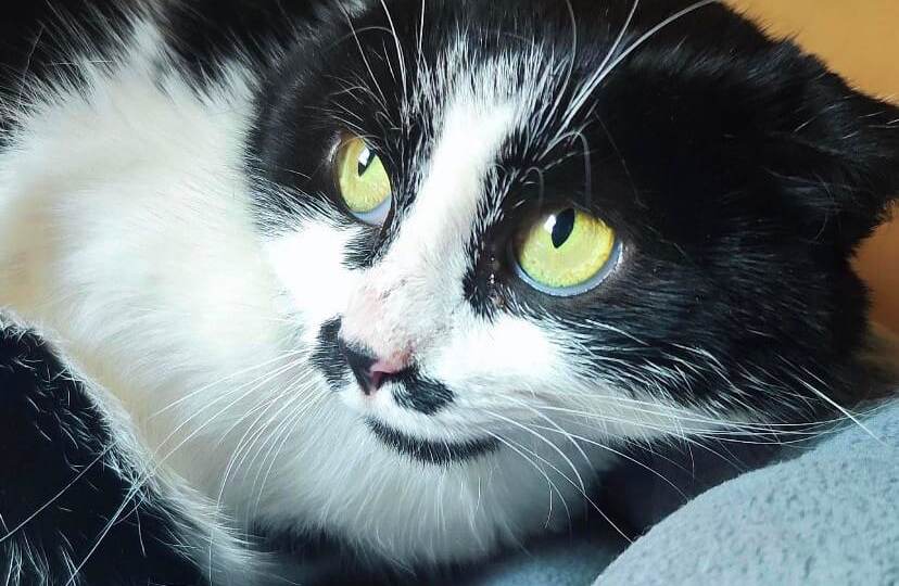 «А красивые кошки у вас вообще есть?»