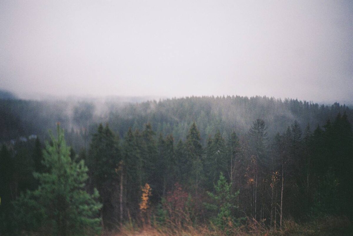 Вид на лес с горы Паасо