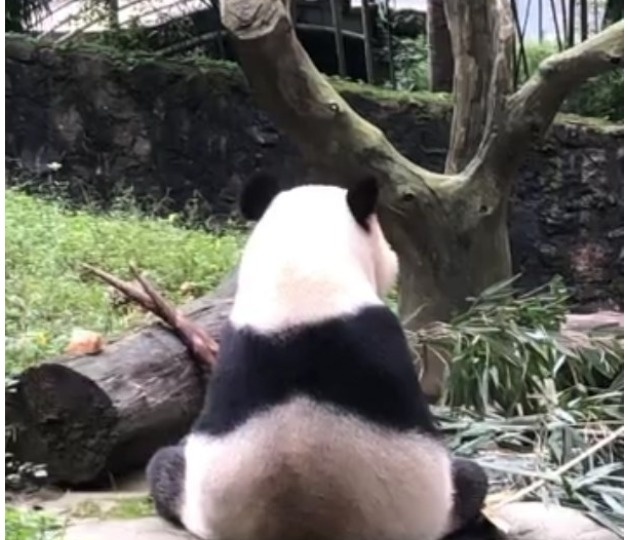 Один день из жизни: как стать волонтёром панды. Сычуань. Китай, который нас удивил. Часть 2