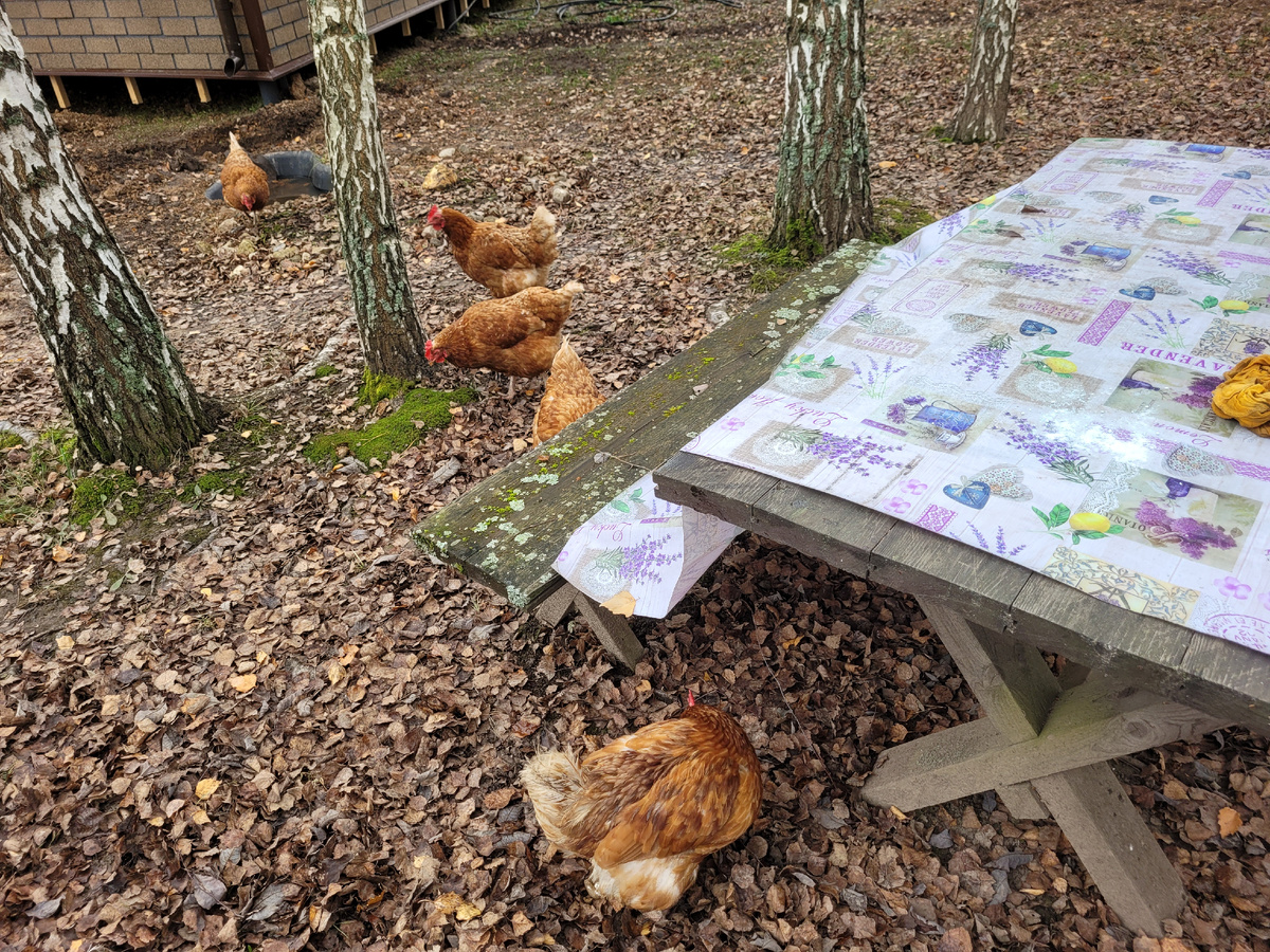 Пришли ко мне курочки.