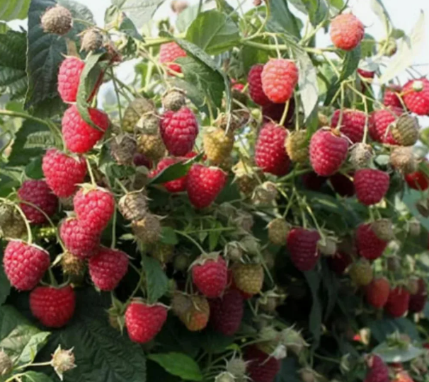 Хорошие соседи для малины, которые могут повлиять на урожайность ягод