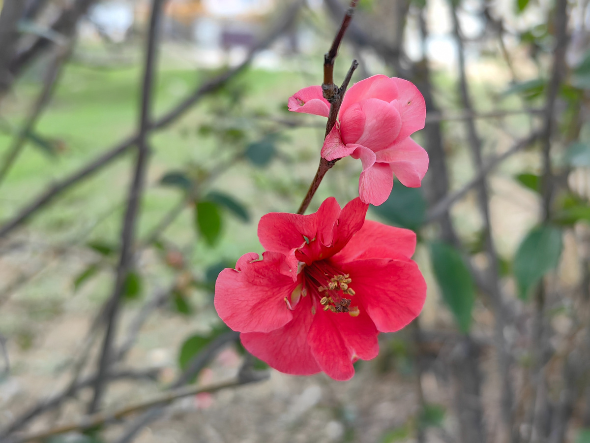 Цветёт айва японская. Сегодня. Фото автора канала