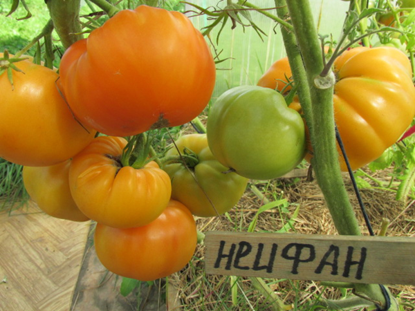 ДЛЯ ТЕХ КТО ЛЮБИТ МЯСИСТЫЕ И ВКУСНЫЕ ПОМИДОРЧИКИ